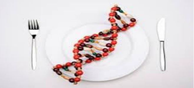 Ushqimet e modifikuara gjenetikisht (OMGJ)